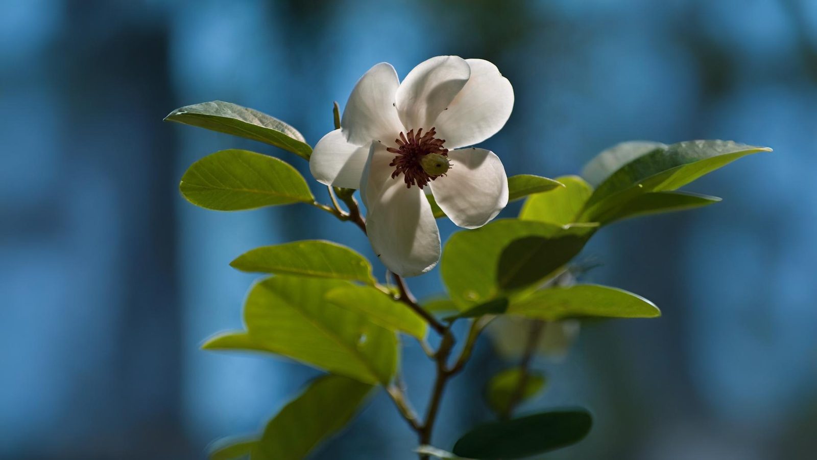 21-May London’s Sorbus Secrets: Hybrids, Rarities & Floral Curiosities Section Image