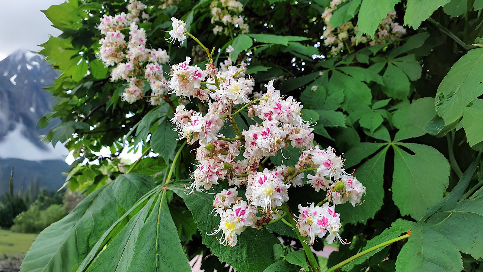 21-May London’s Sorbus Secrets: Hybrids, Rarities & Floral Curiosities Section Image