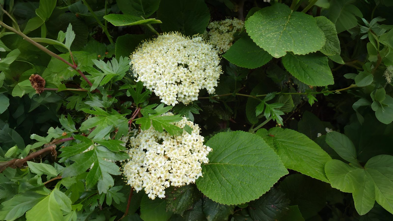 22-May London’s Wild & Wayward Shrubs Section Image
