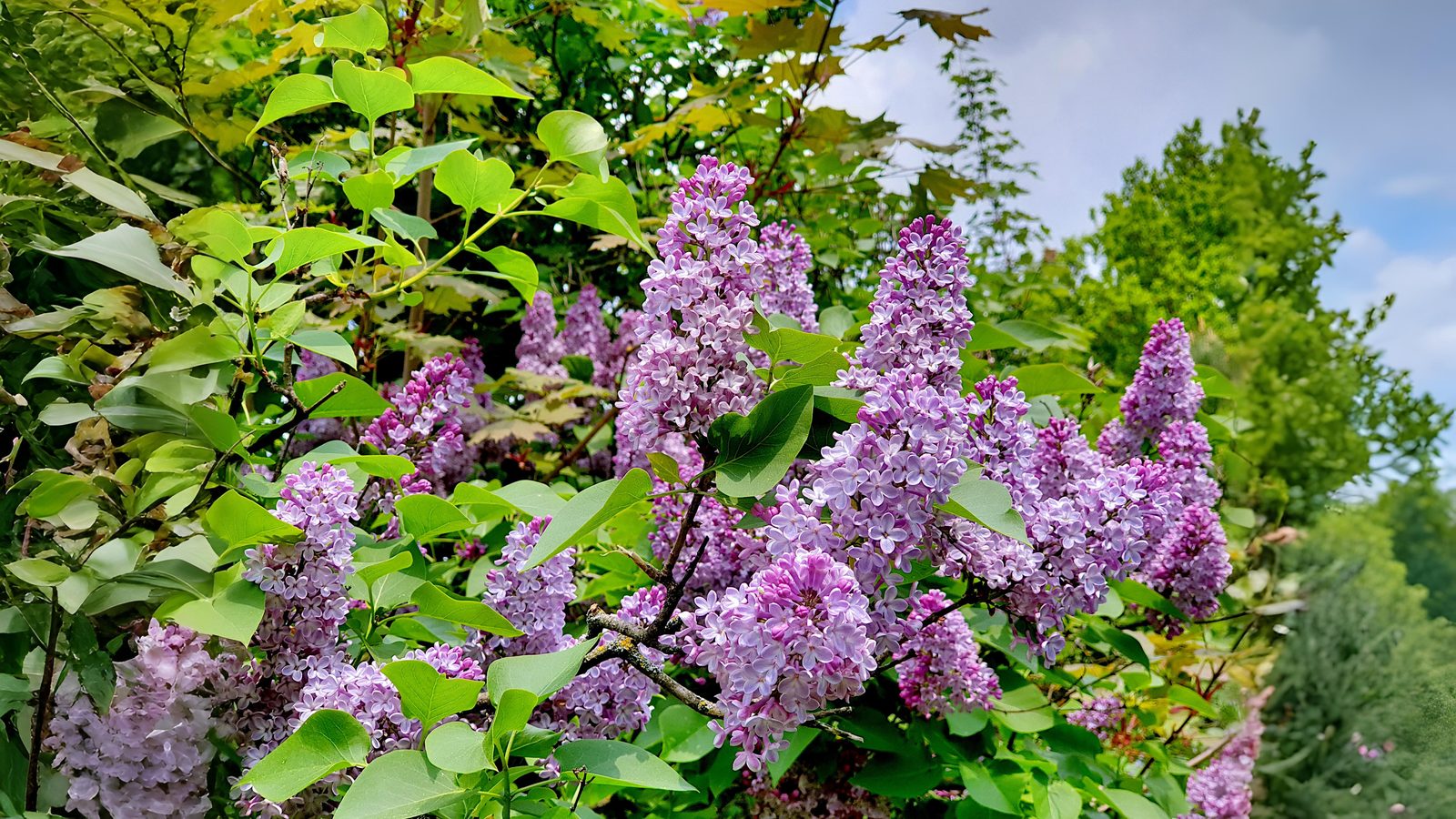 22-May London’s Wild & Wayward Shrubs Section Image