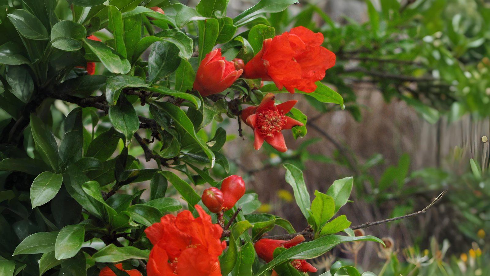 22-May London’s Wild & Wayward Shrubs Section Image