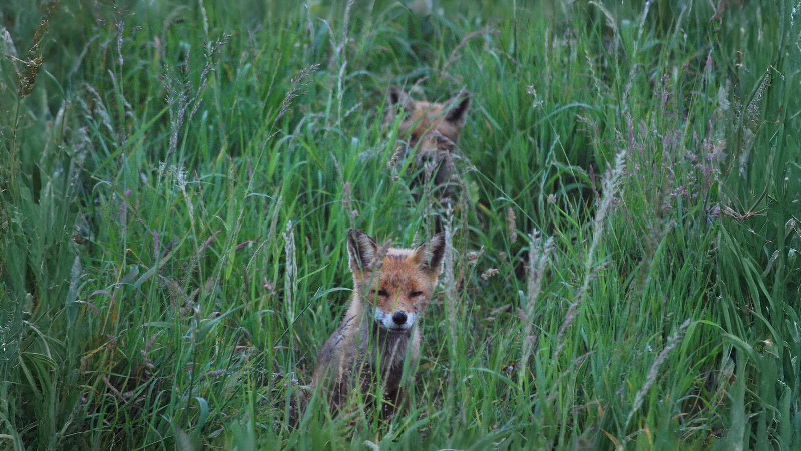 23-May Badgers, Foxes & Phantom Hares: London’s Wild Young Section Image