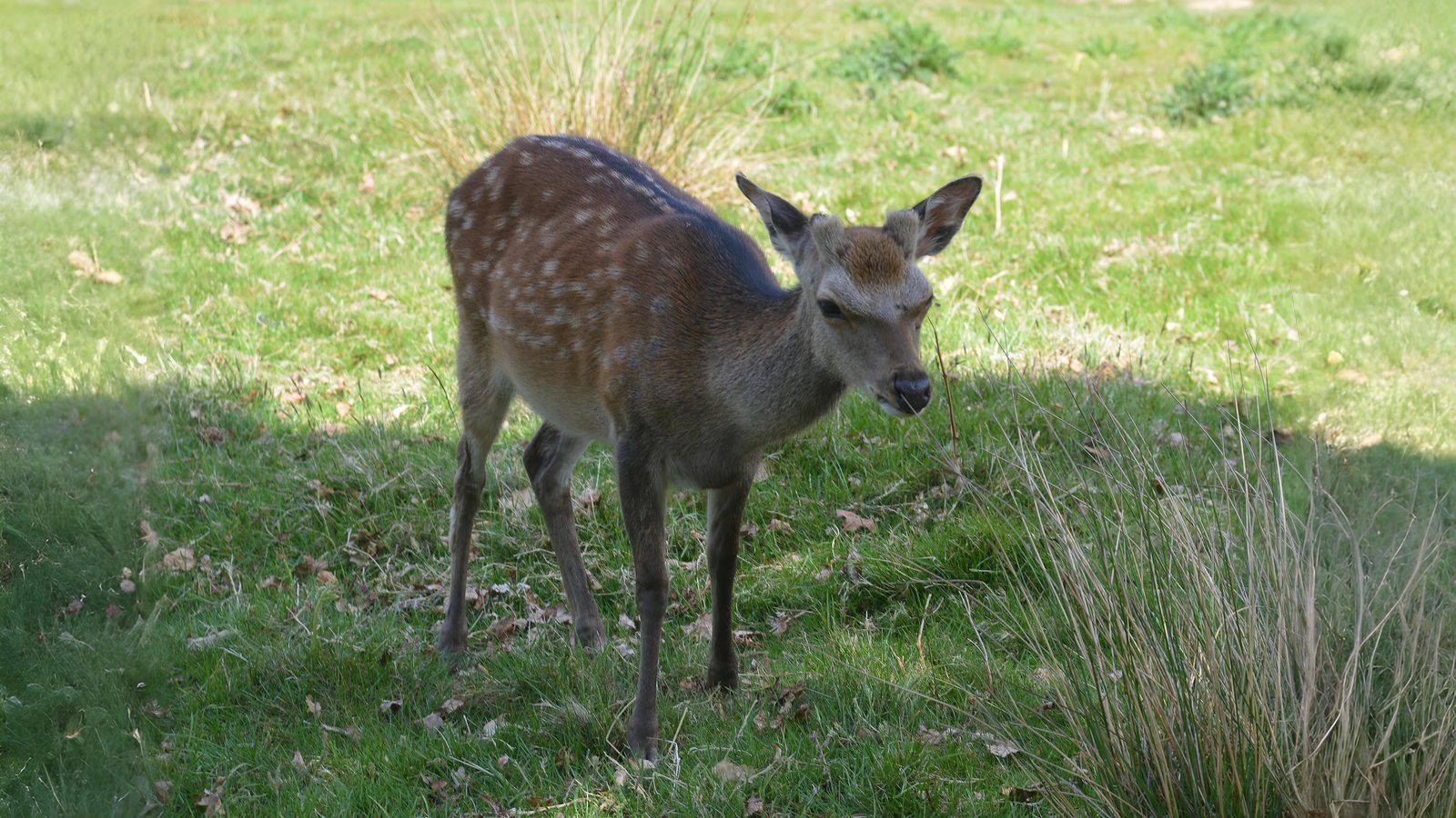 23-May Badgers, Foxes & Phantom Hares: London’s Wild Young Section Image