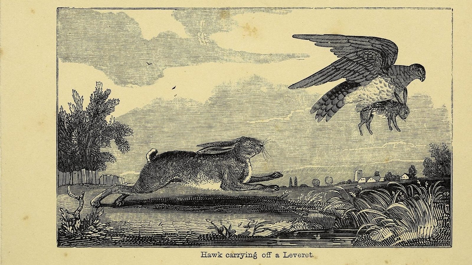 23-May Badgers, Foxes & Phantom Hares: London’s Wild Young Section Image