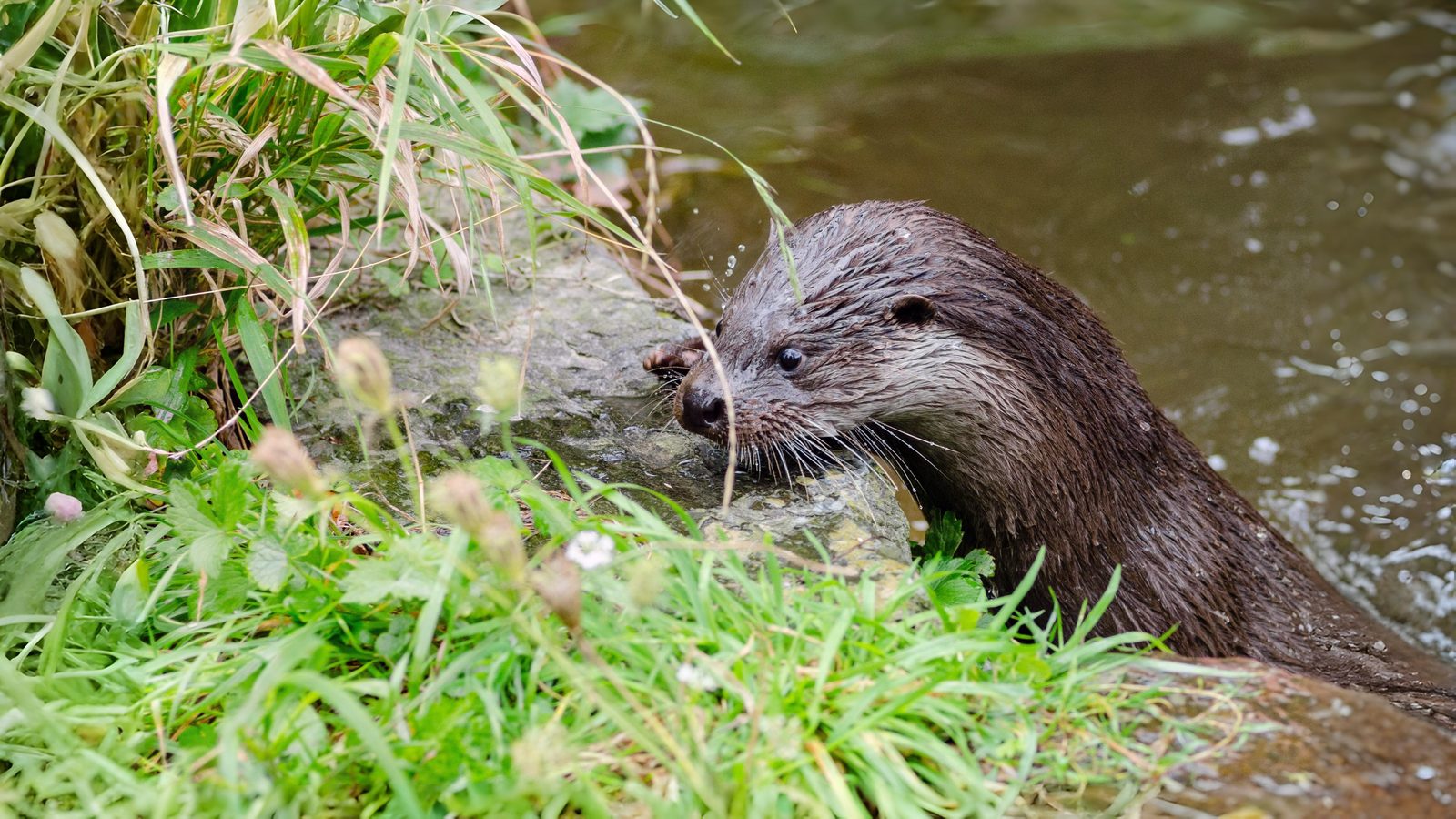 24-May Bats at Dusk & Otters at Dawn: London’s Night-time Wild Section Image