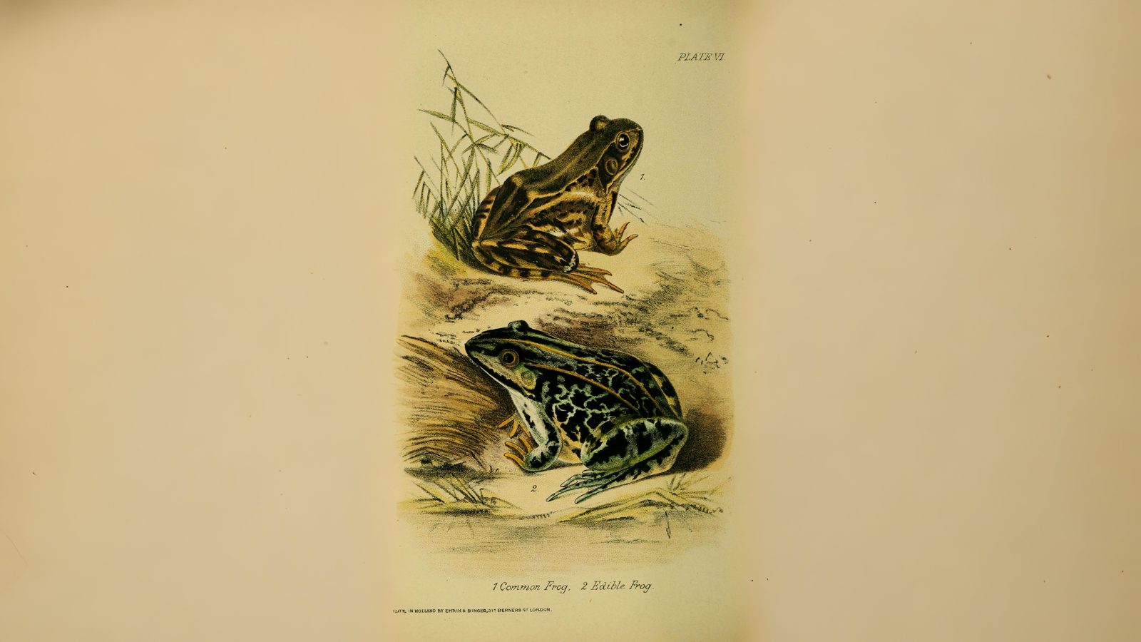 25-May Tadpole Tales & Reptile Rivals: London’s Cold-Blooded Wild Section Image