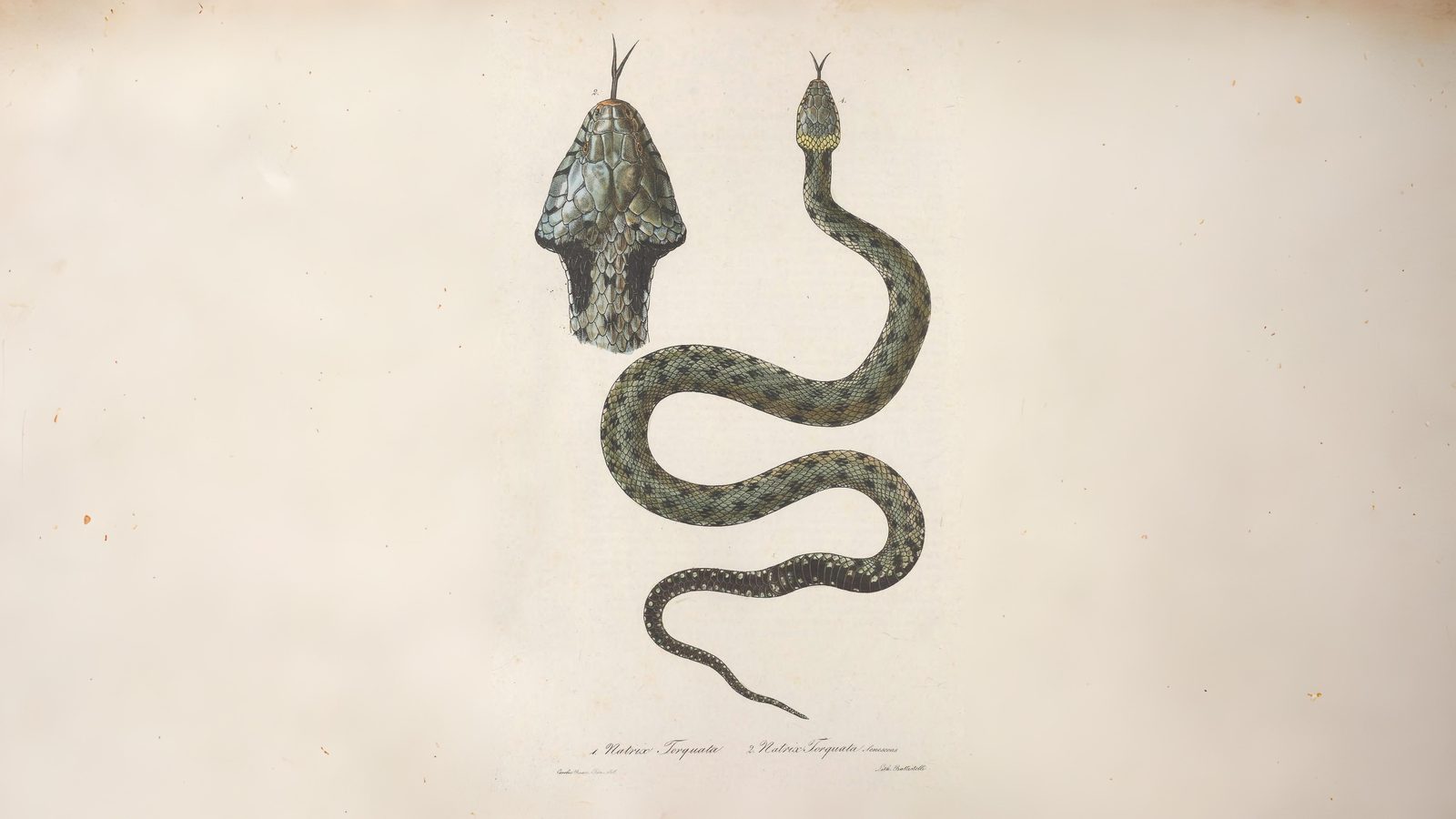 25-May Tadpole Tales & Reptile Rivals: London’s Cold-Blooded Wild Section Image