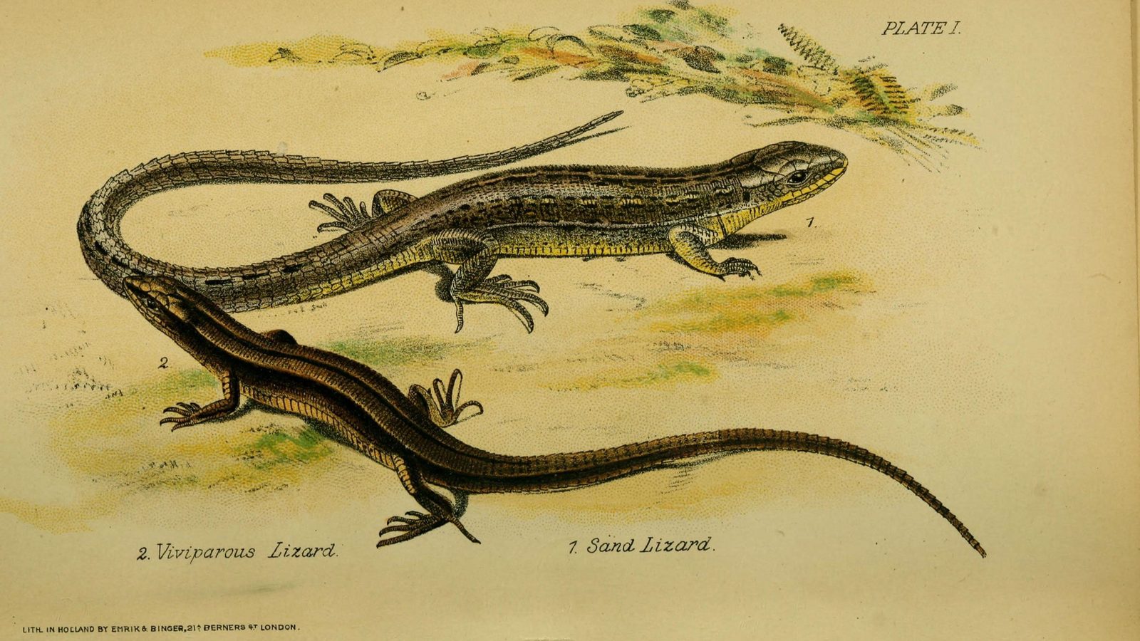 25-May Tadpole Tales & Reptile Rivals: London’s Cold-Blooded Wild Section Image
