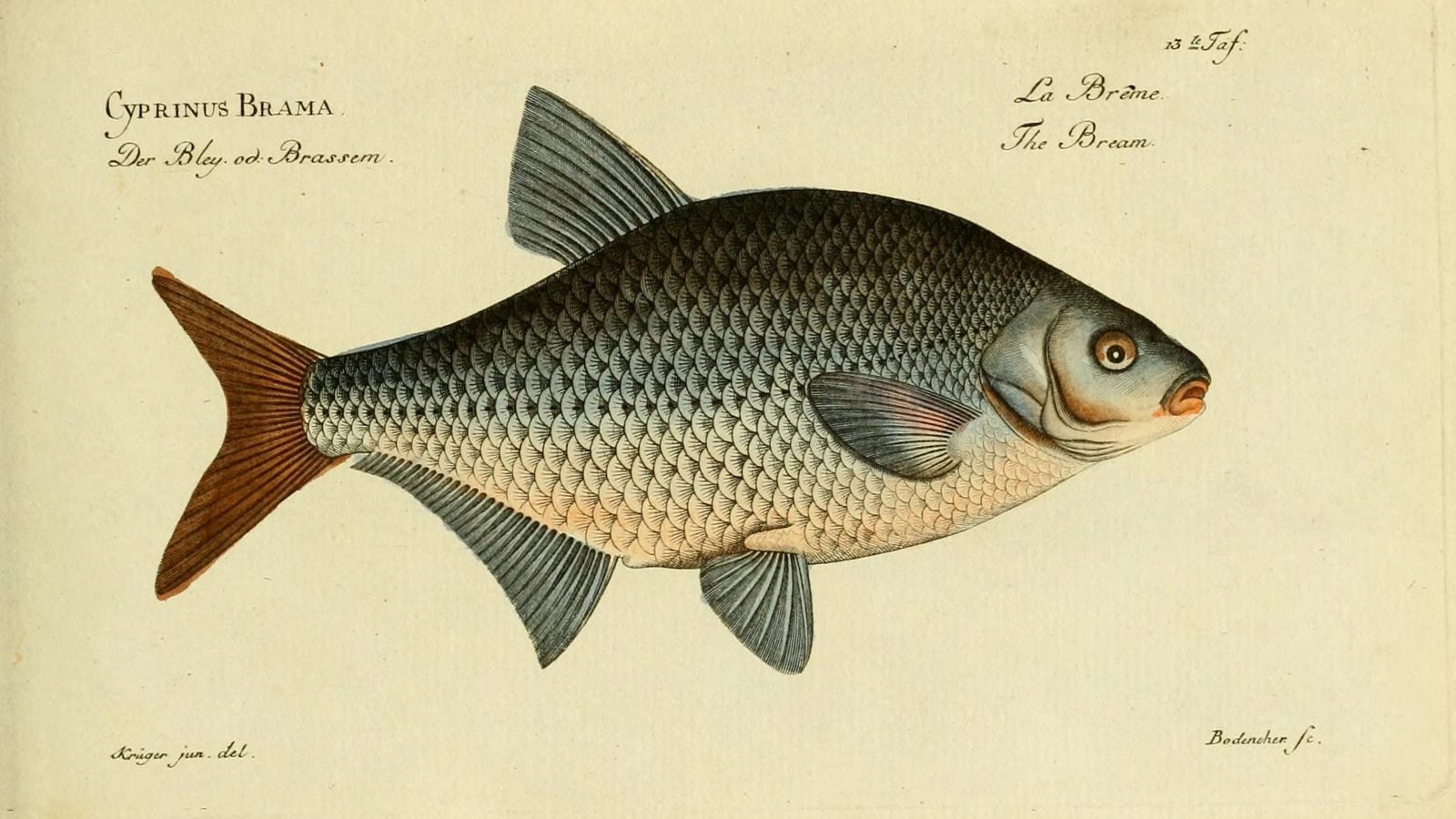 26-May Fish Spawning & Phantom Fungi: London’s Unseen May Spectacles Section Image