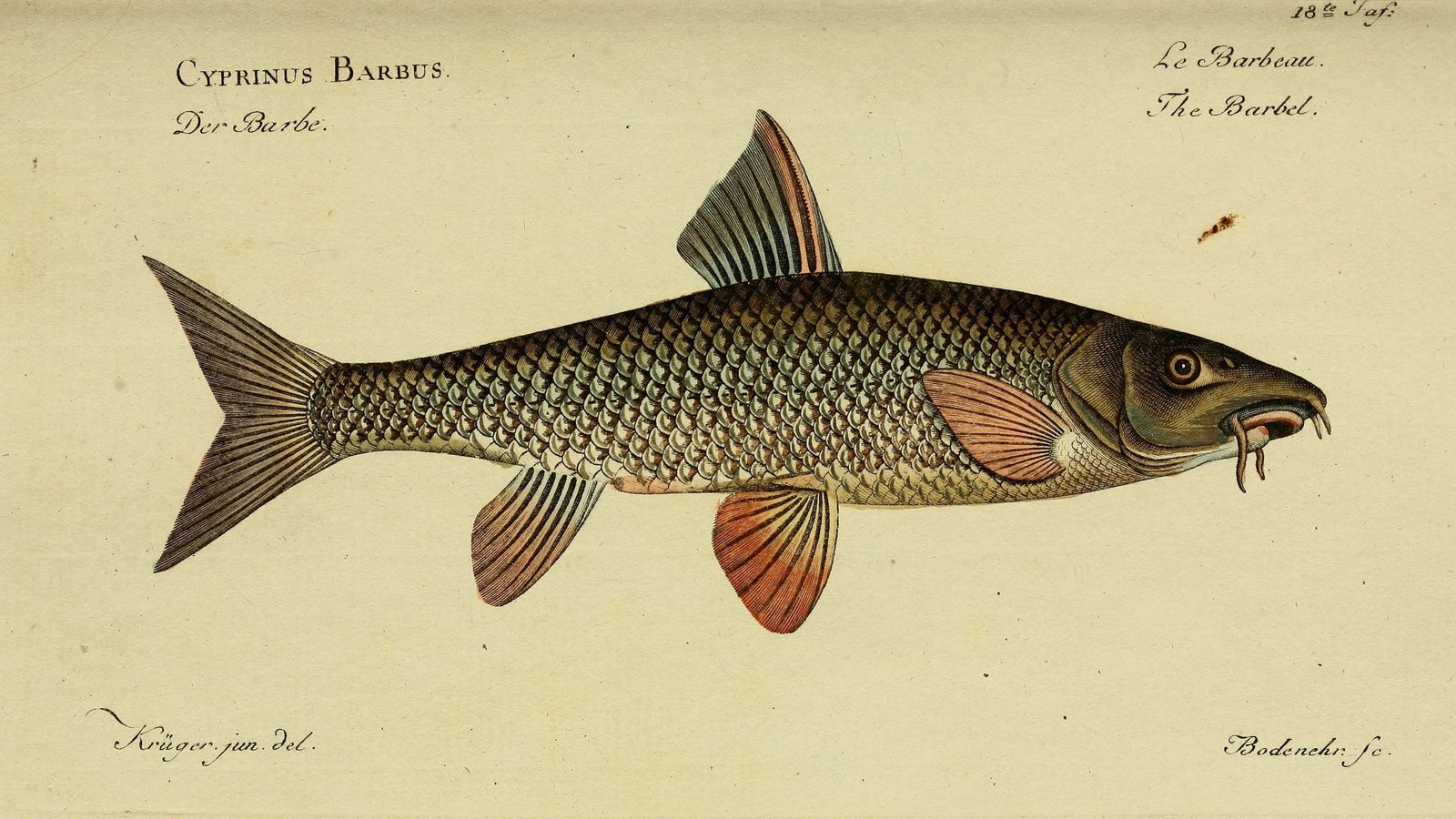 26-May Fish Spawning & Phantom Fungi: London’s Unseen May Spectacles Section Image