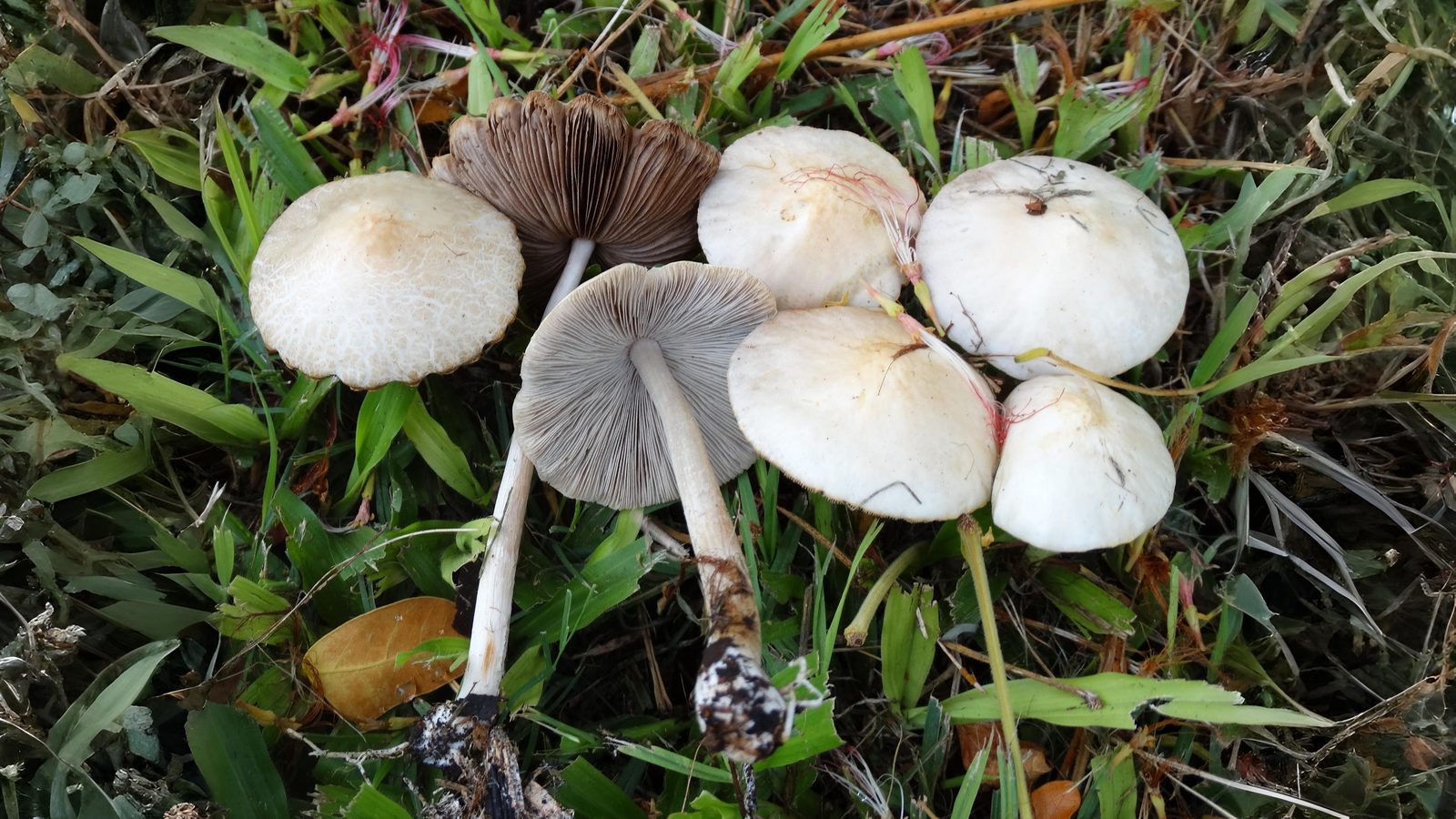 26-May Fish Spawning & Phantom Fungi: London’s Unseen May Spectacles Section Image