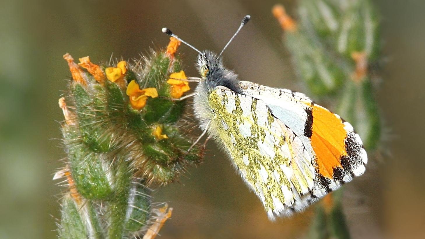 27-May Fluttering Jewels: London’s May Butterfly Spectacle Section Image