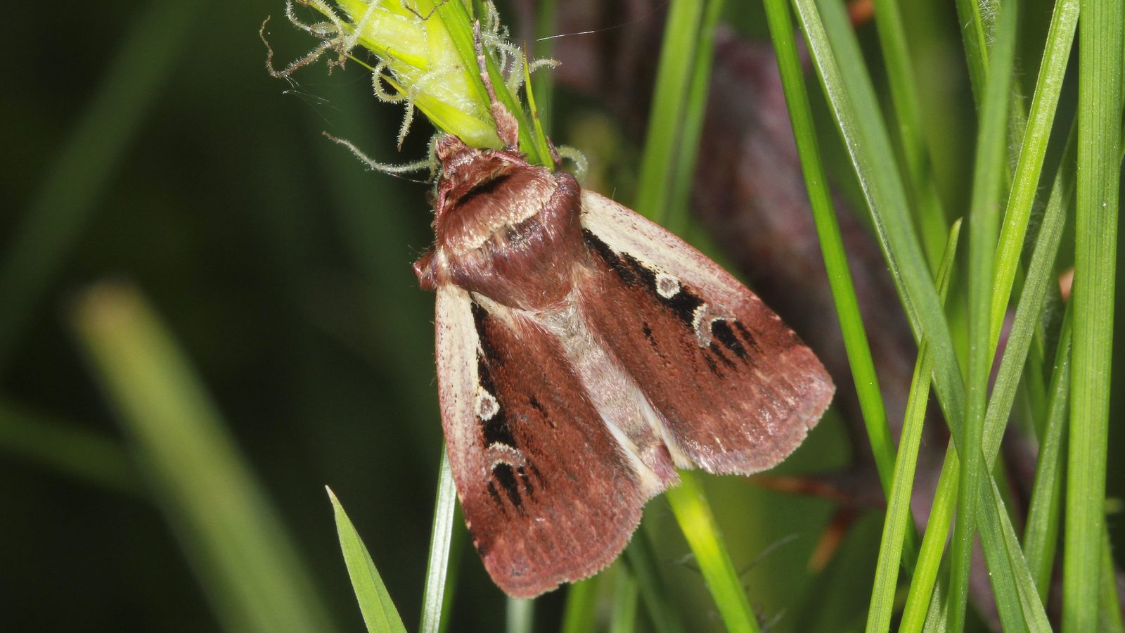 28-May Night Fliers & Daytime Phantoms: London’s Moth Magic Section Image