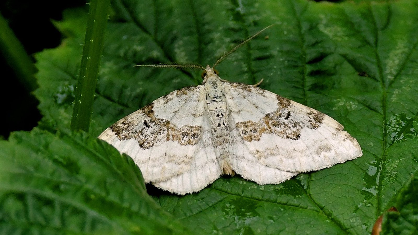 28-May Night Fliers & Daytime Phantoms: London’s Moth Magic Section Image