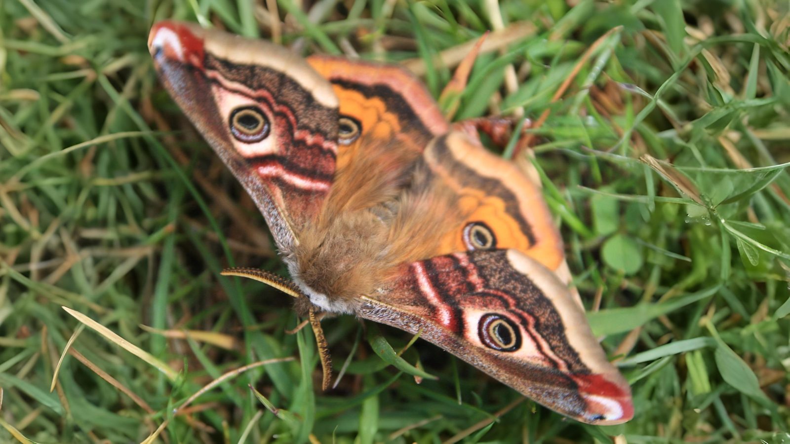 28-May Night Fliers & Daytime Phantoms: London’s Moth Magic Section Image