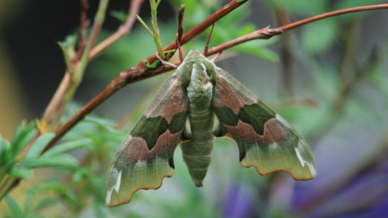28-May Night Fliers & Daytime Phantoms: London’s Moth Magic Section Image