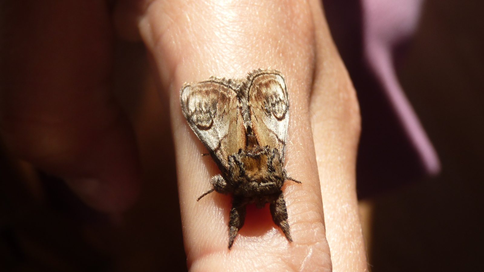 28-May Night Fliers & Daytime Phantoms: London’s Moth Magic Section Image