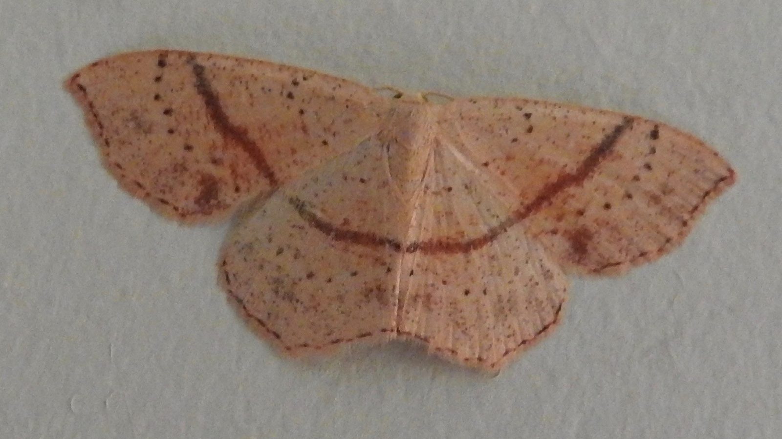 28-May Night Fliers & Daytime Phantoms: London’s Moth Magic Section Image