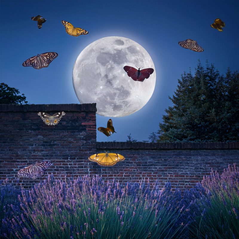 28-May Night Fliers & Daytime Phantoms: London’s Moth Magic