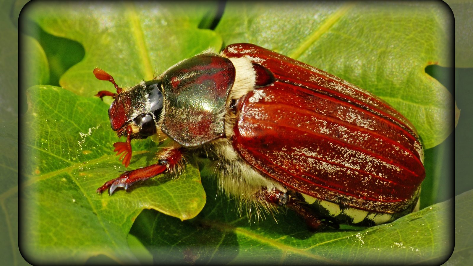 29-May May’s Miniature Dramas: London’s Insect Spectacles Section Image