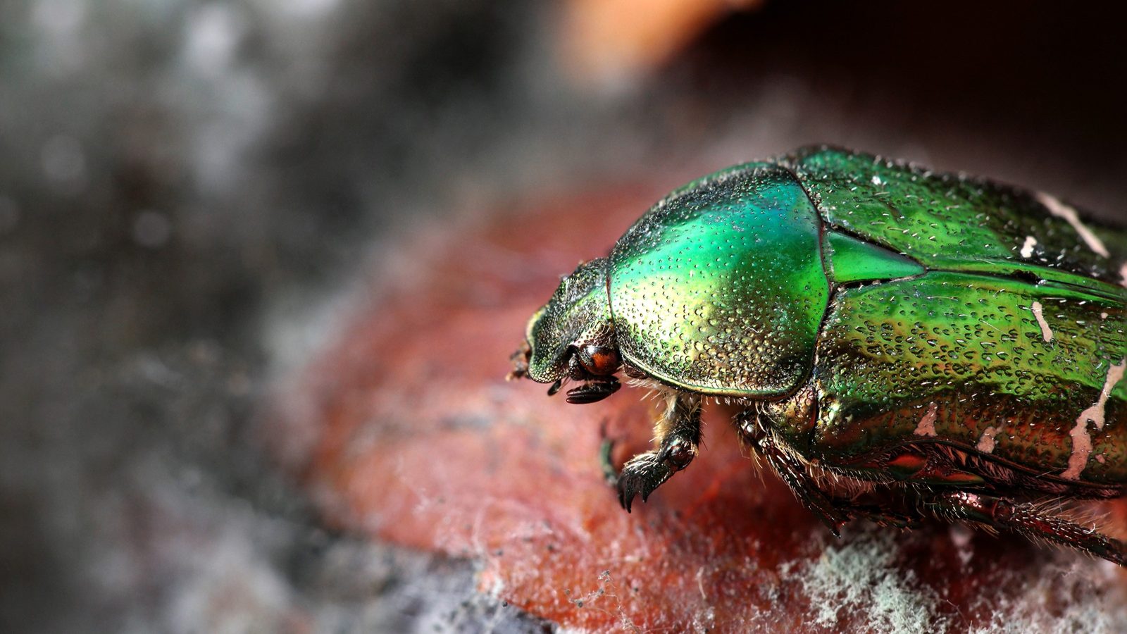 29-May May’s Miniature Dramas: London’s Insect Spectacles Section Image