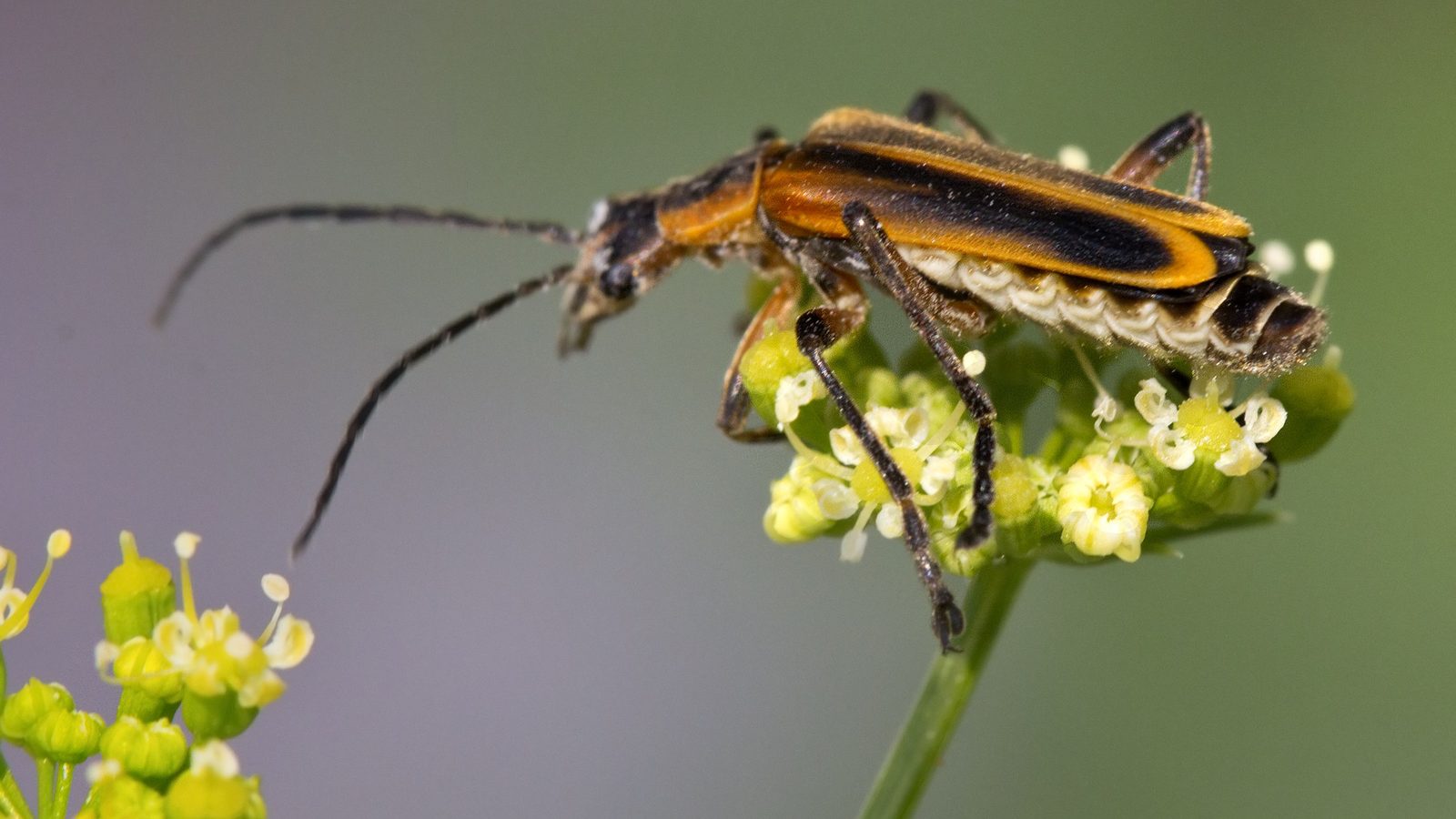29-May May’s Miniature Dramas: London’s Insect Spectacles Section Image