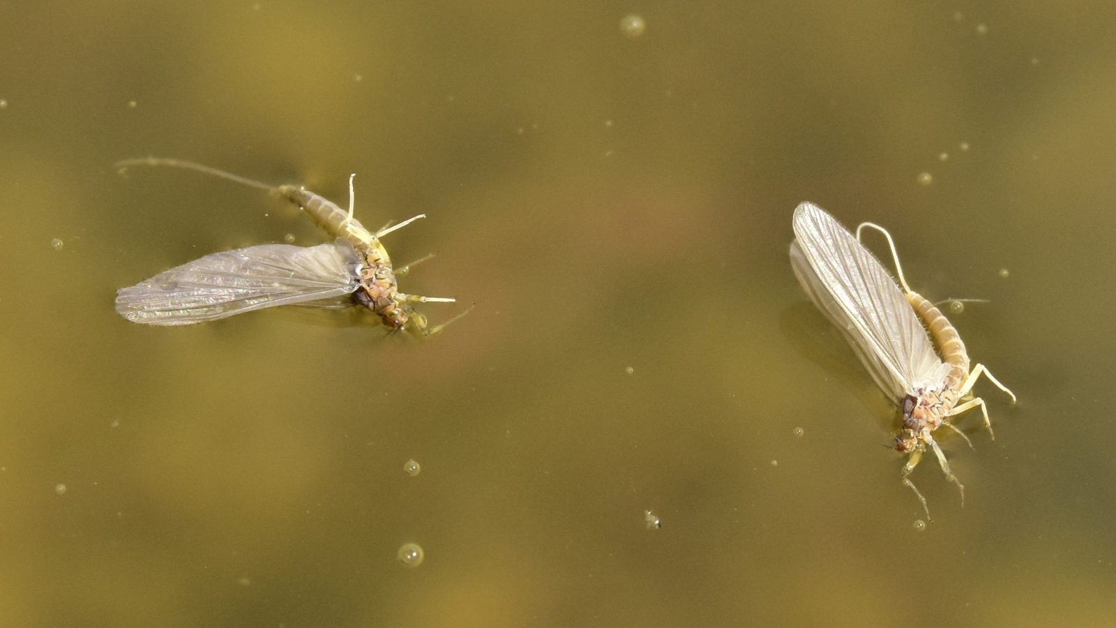 29-May May’s Miniature Dramas: London’s Insect Spectacles Section Image