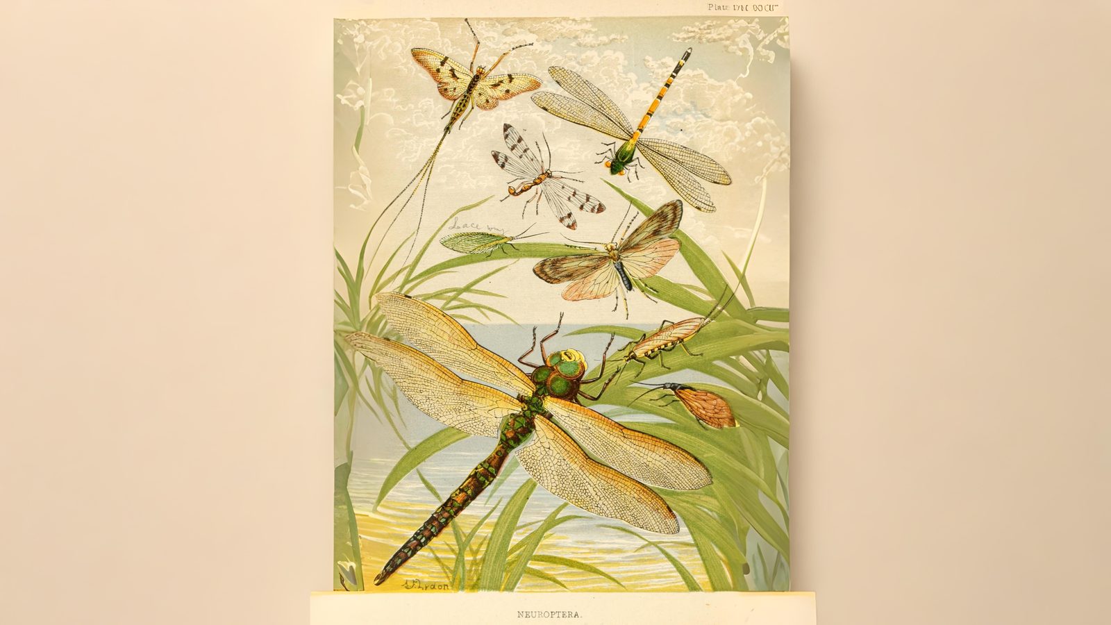 29-May May’s Miniature Dramas: London’s Insect Spectacles Section Image