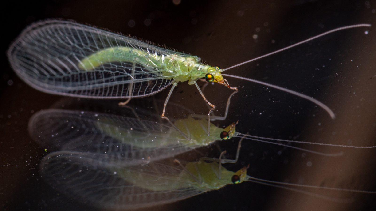 29-May May’s Miniature Dramas: London’s Insect Spectacles Section Image