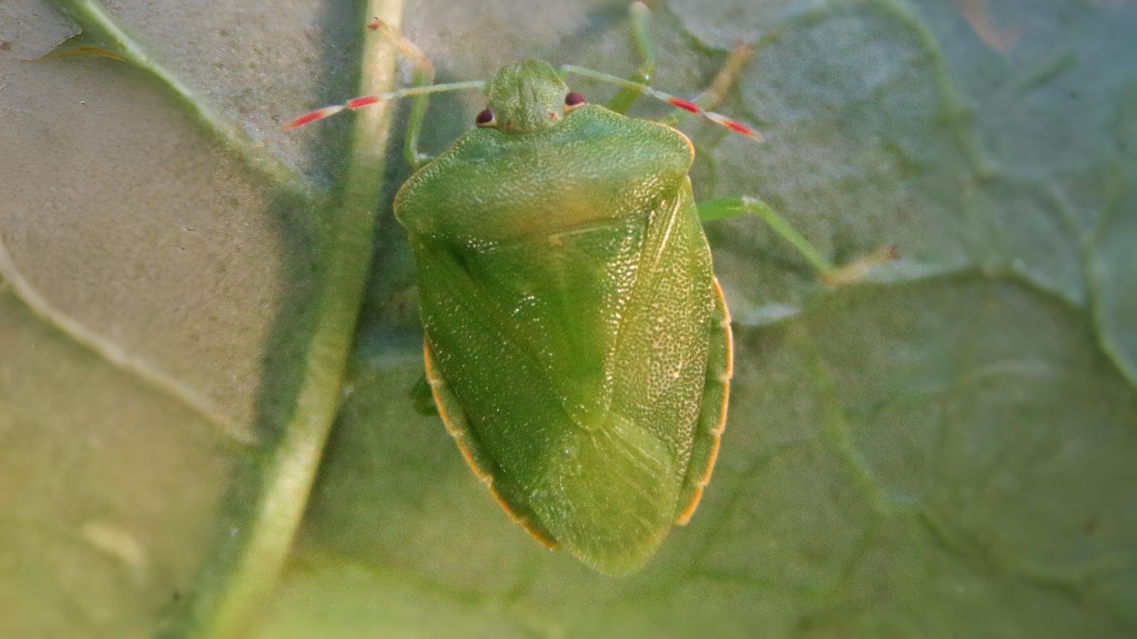 29-May May’s Miniature Dramas: London’s Insect Spectacles Section Image