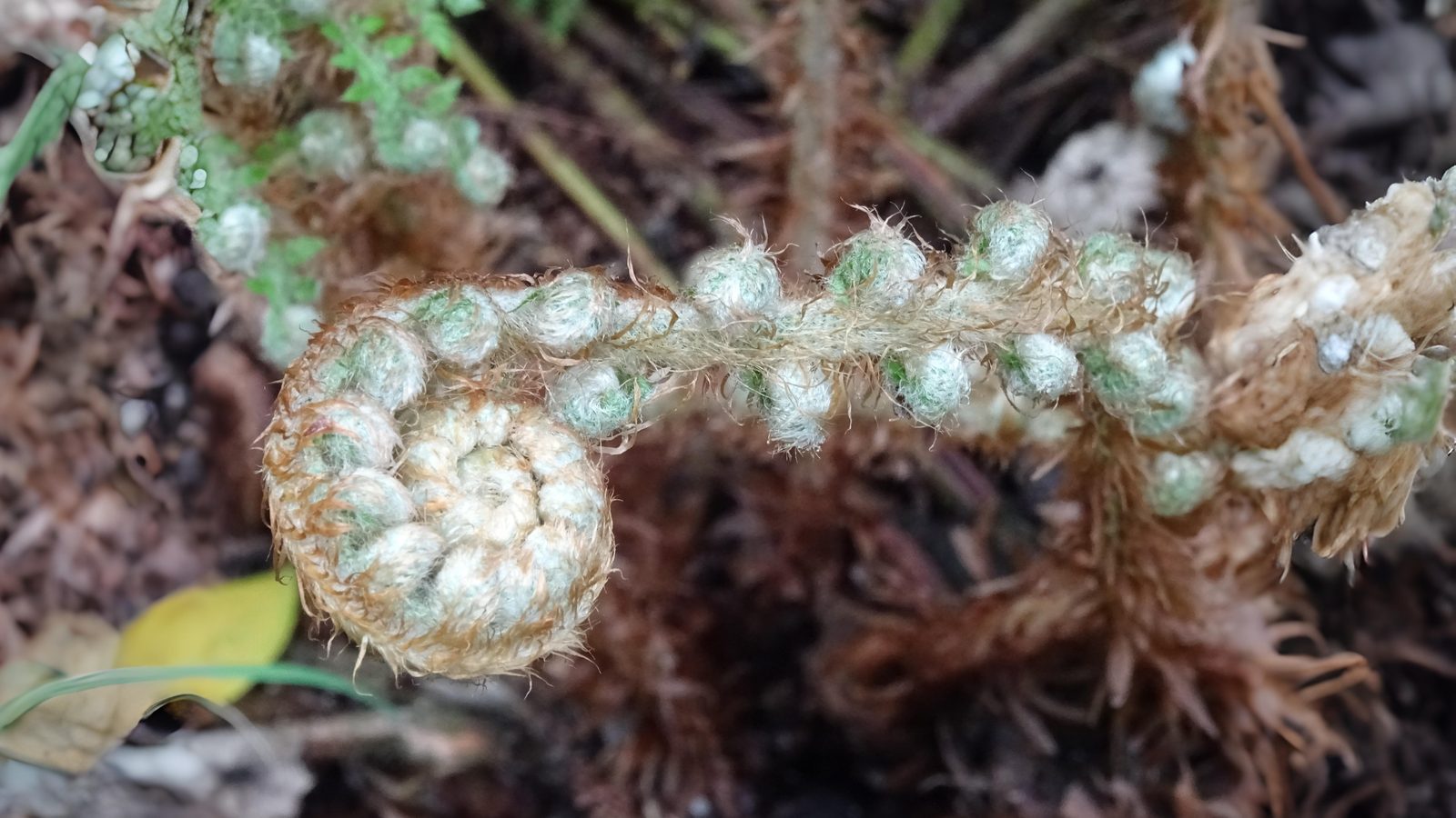 30-May Ferns & Forgotten Remedies: London’s Living Fossils Section Image