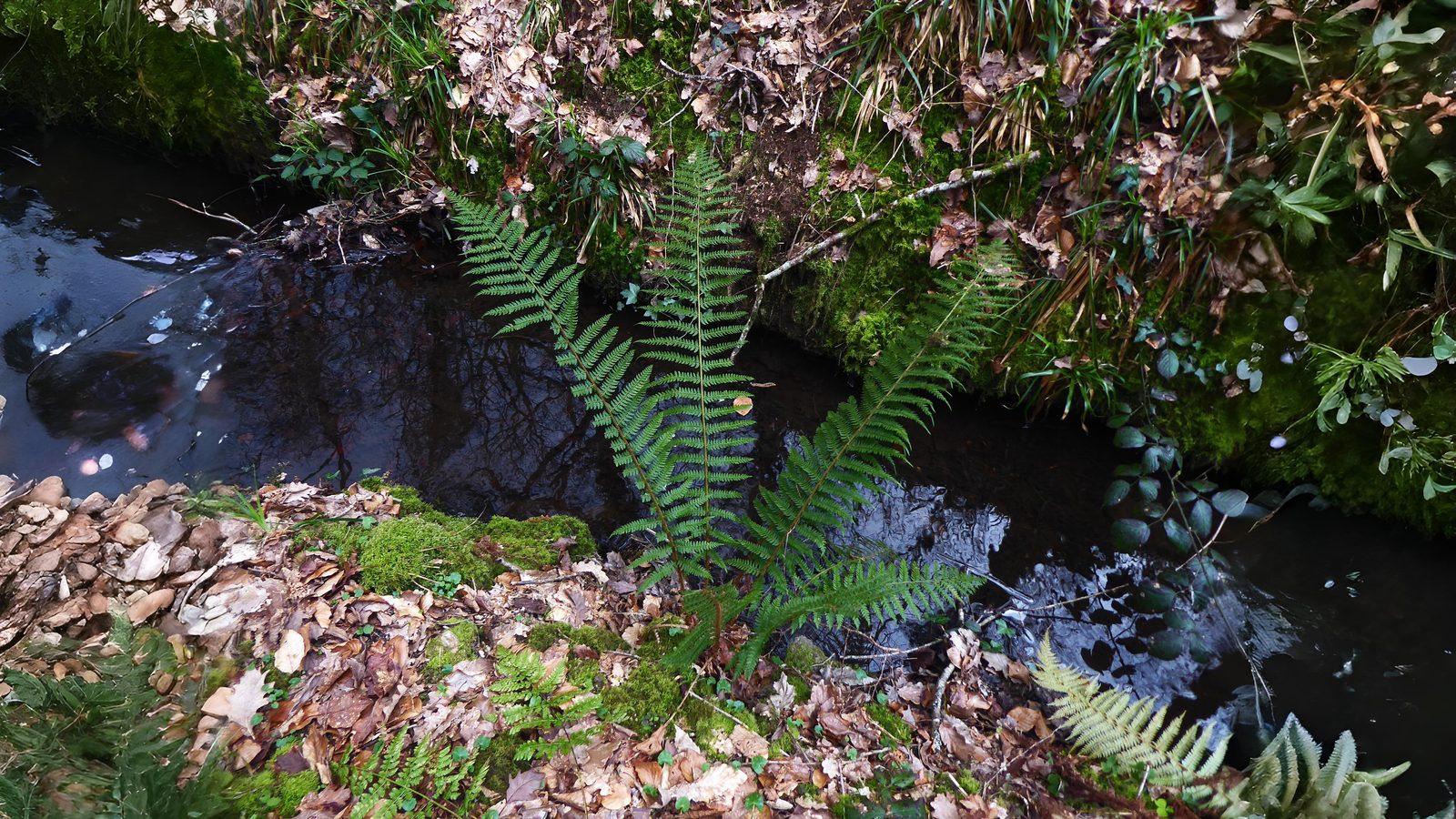 30-May Ferns & Forgotten Remedies: London’s Living Fossils Section Image