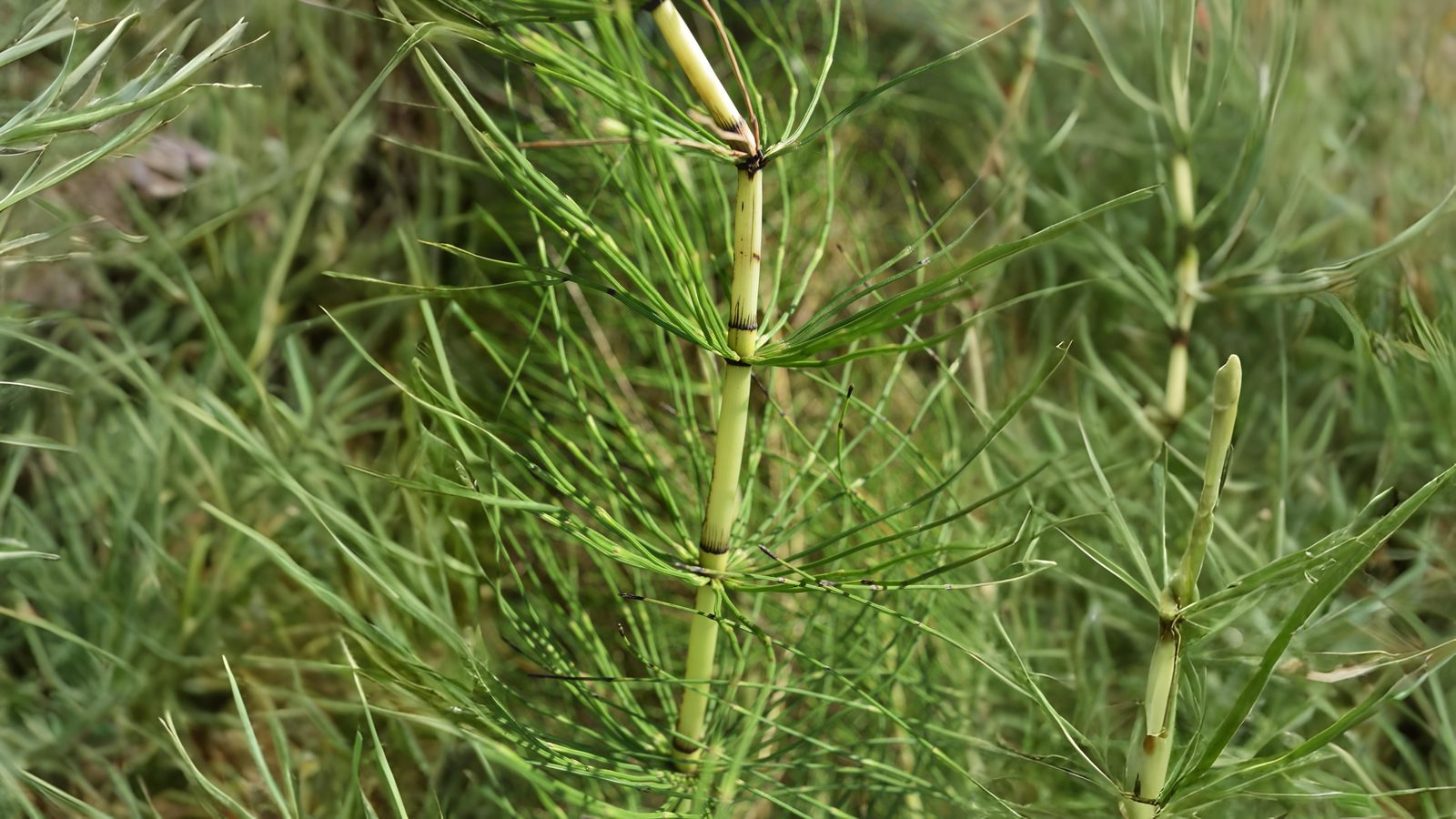 30-May Ferns & Forgotten Remedies: London’s Living Fossils Section Image