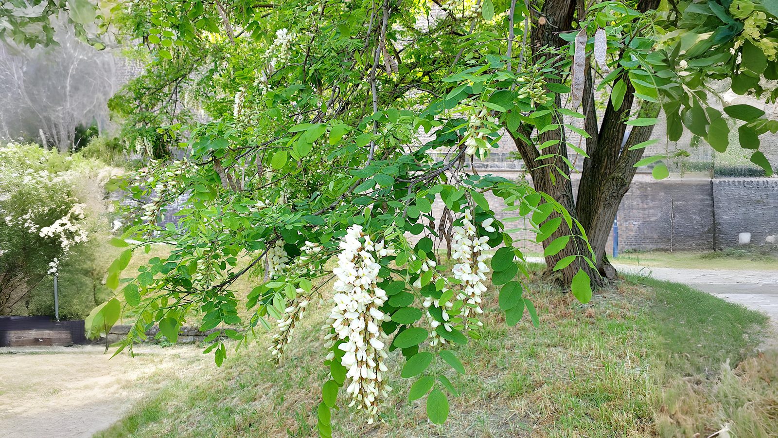 31-May Scent & Sensibility: London’s Forgotten Perfume Garden Section Image
