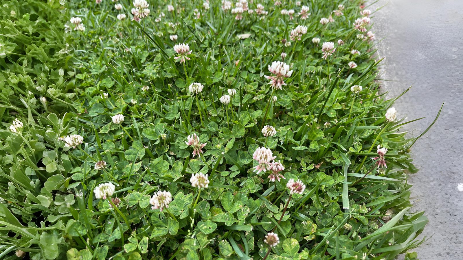 03 June London’s Untamed June Section Image