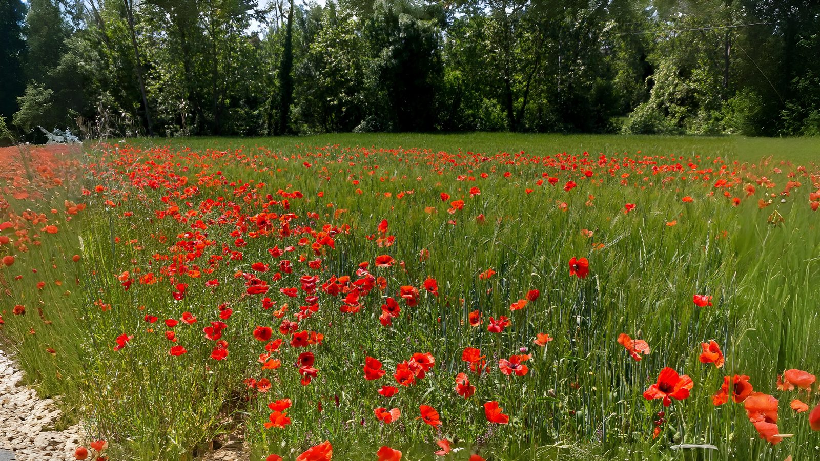 03 June London’s Untamed June Section Image