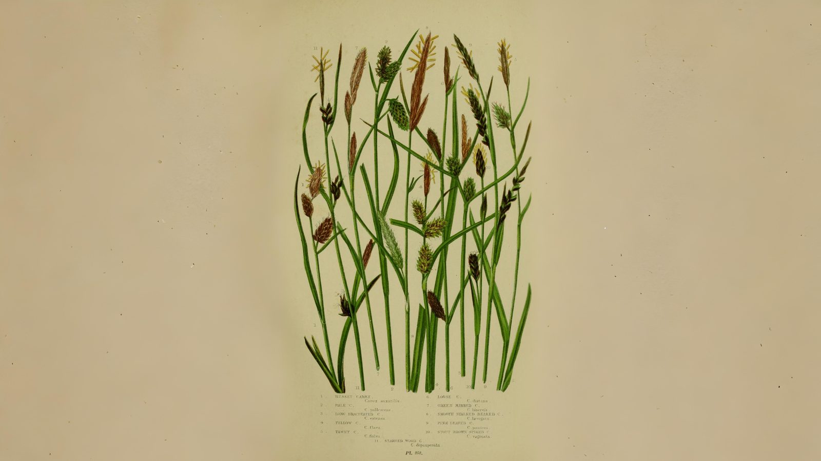 04-June London’s Sedges: June’s Unsung Wonders Section Image