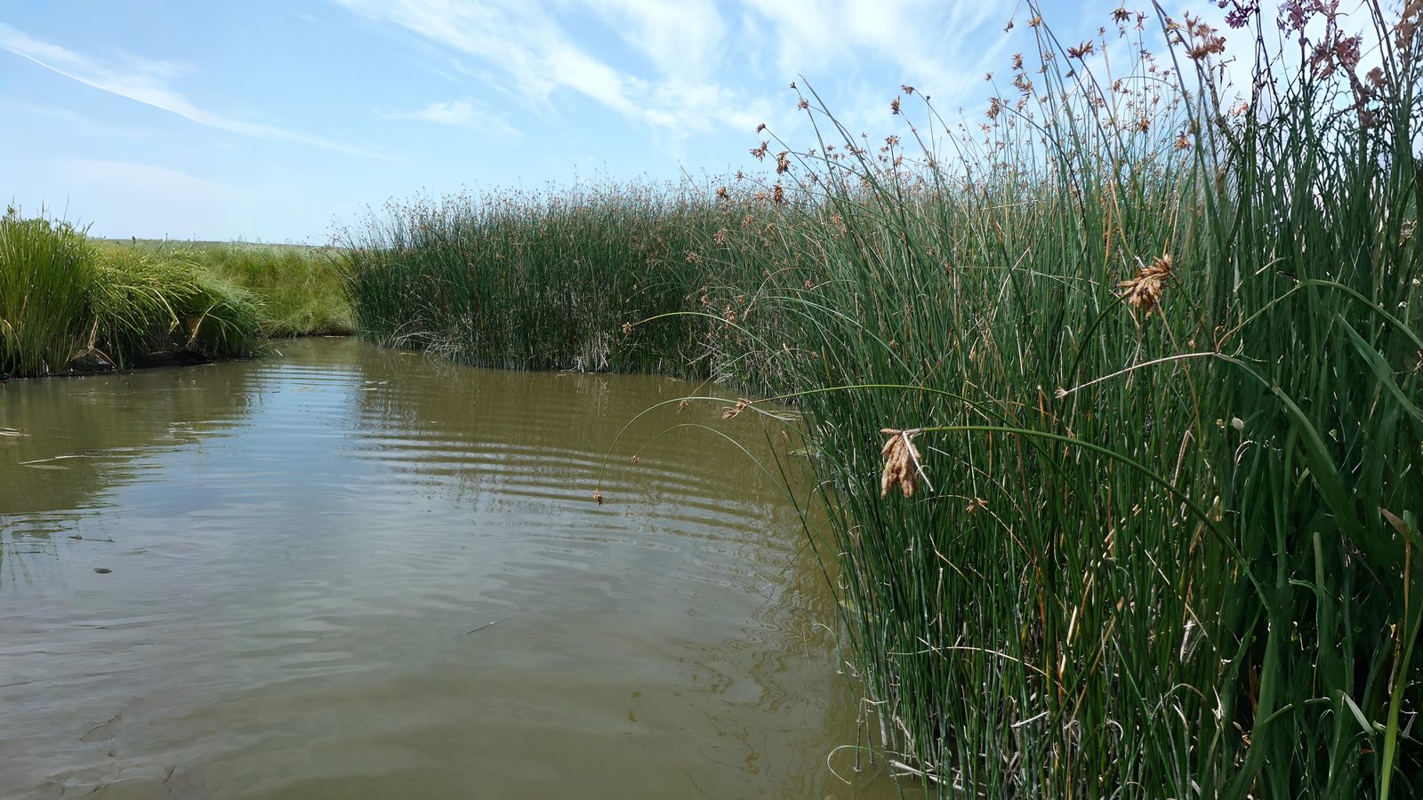 04-June London’s Sedges: June’s Unsung Wonders Section Image
