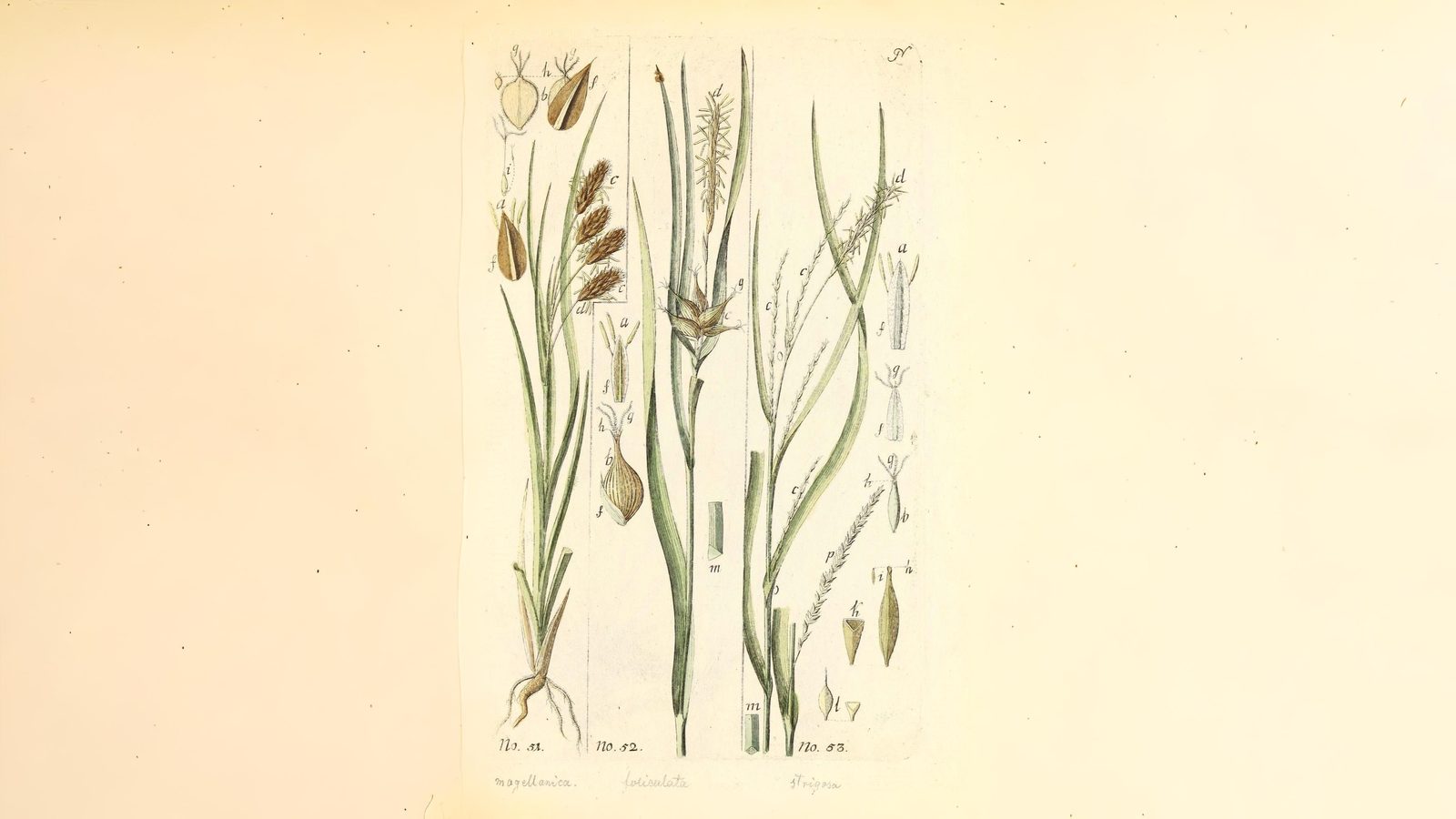 04-June London’s Sedges: June’s Unsung Wonders Section Image