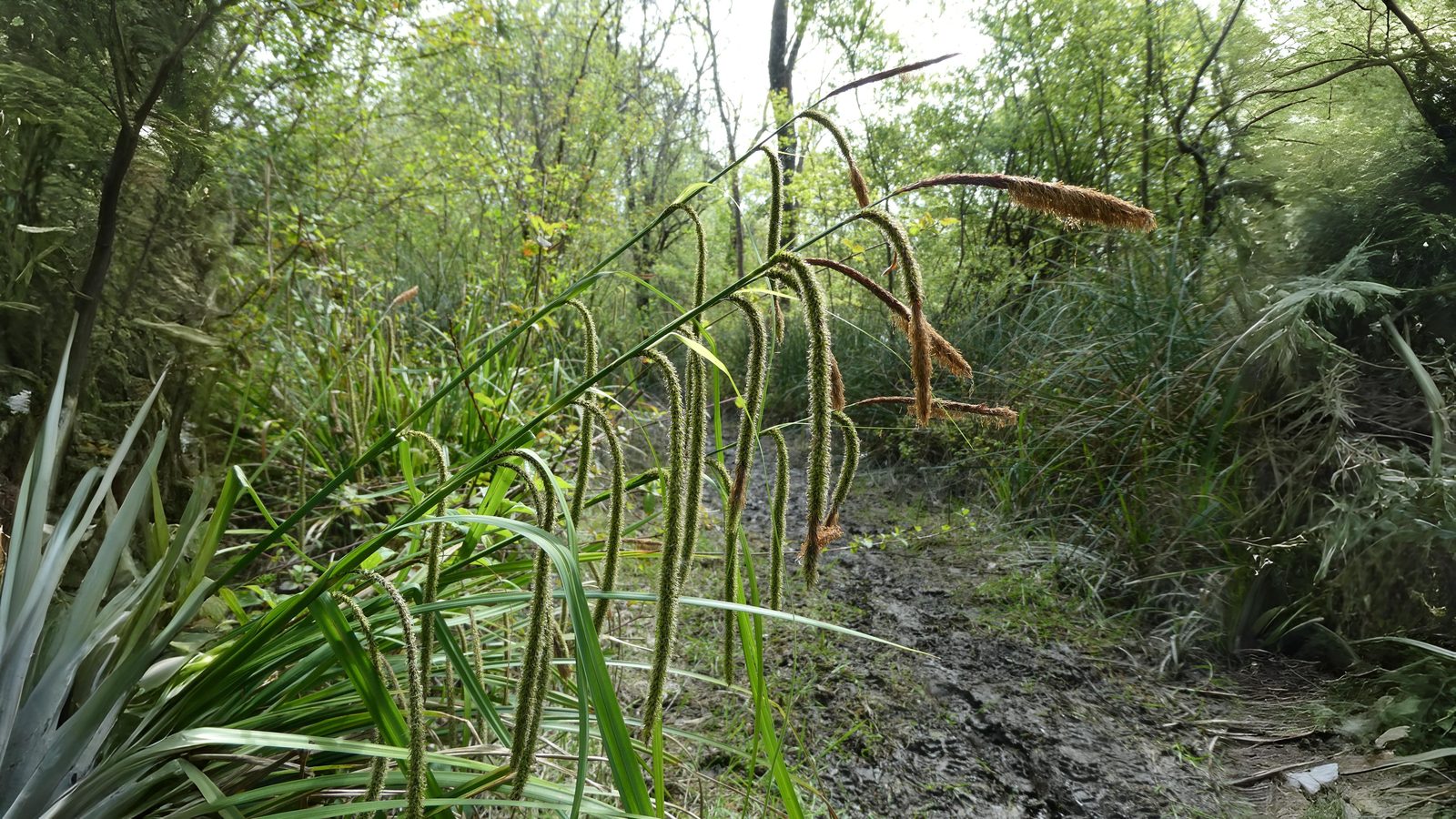 04-June London’s Sedges: June’s Unsung Wonders Section Image