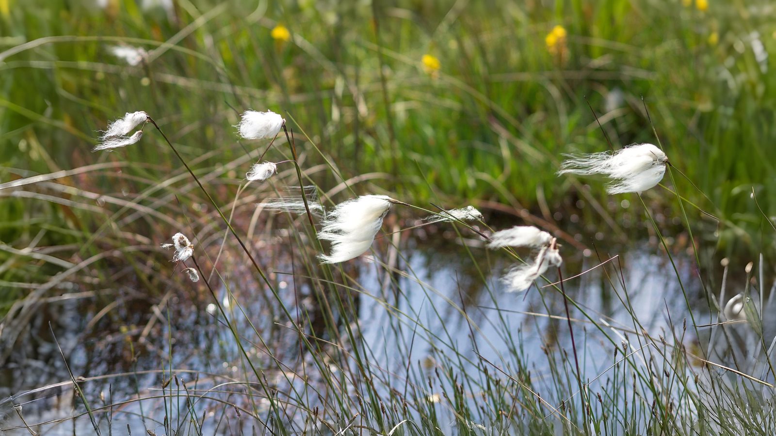 04-June London’s Sedges: June’s Unsung Wonders Section Image