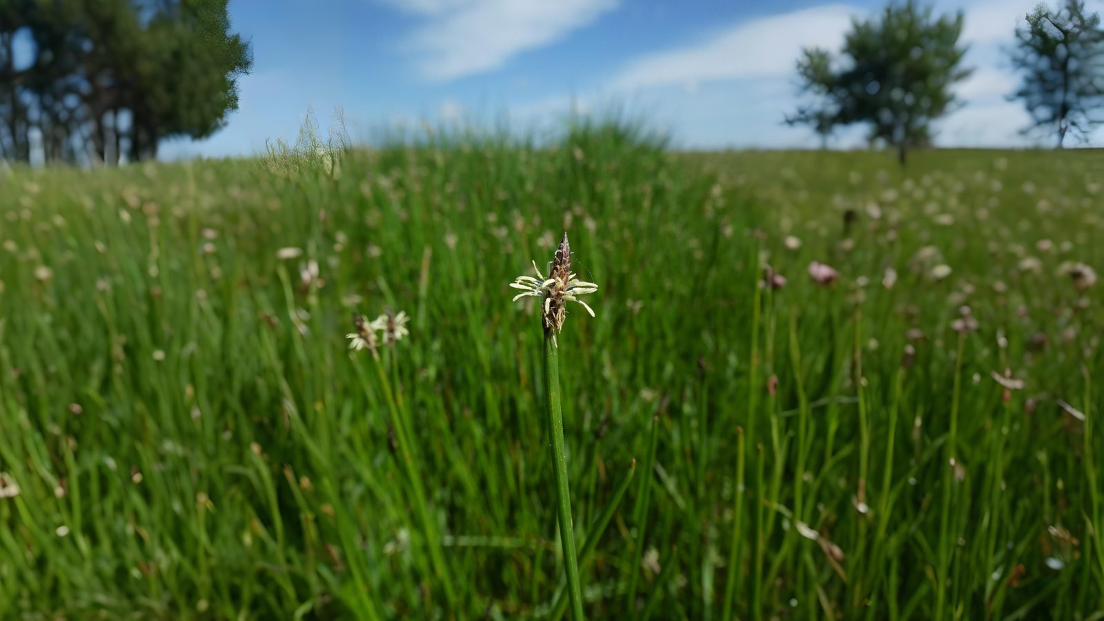 04-June London’s Sedges: June’s Unsung Wonders Section Image