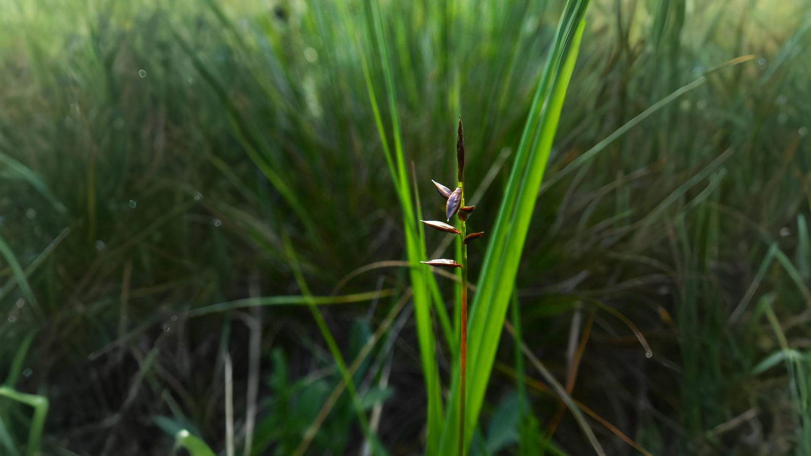 04-June London’s Sedges: June’s Unsung Wonders Section Image