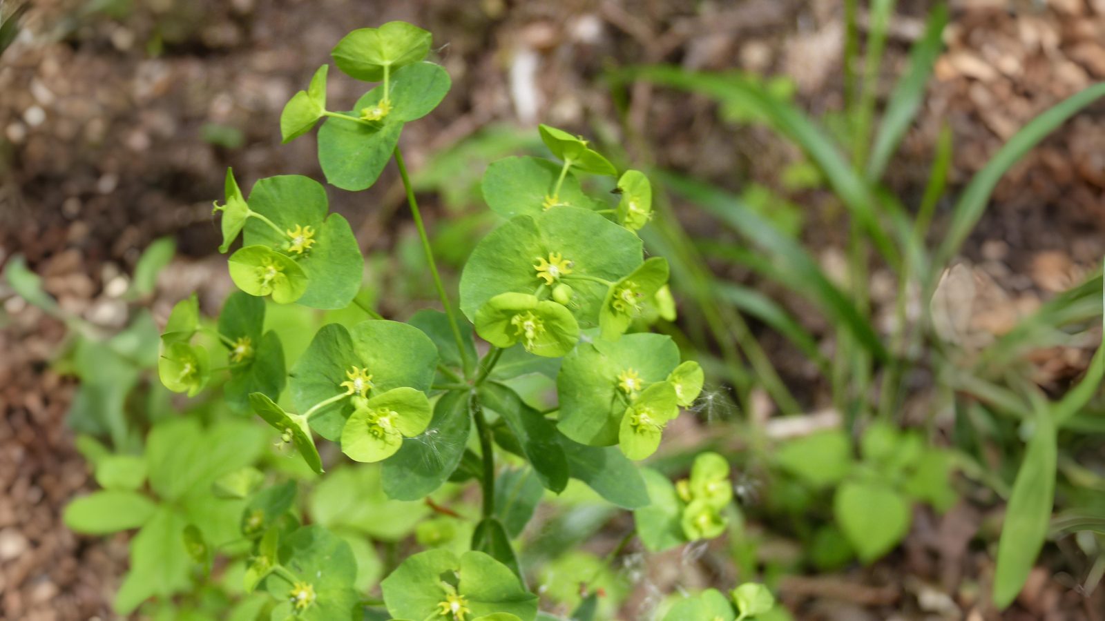05-June June’s Woodland Mysteries Section Image