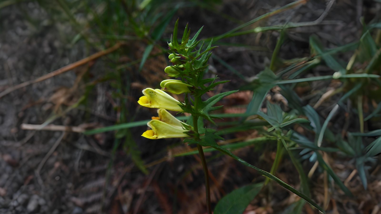 05-June June’s Woodland Mysteries Section Image