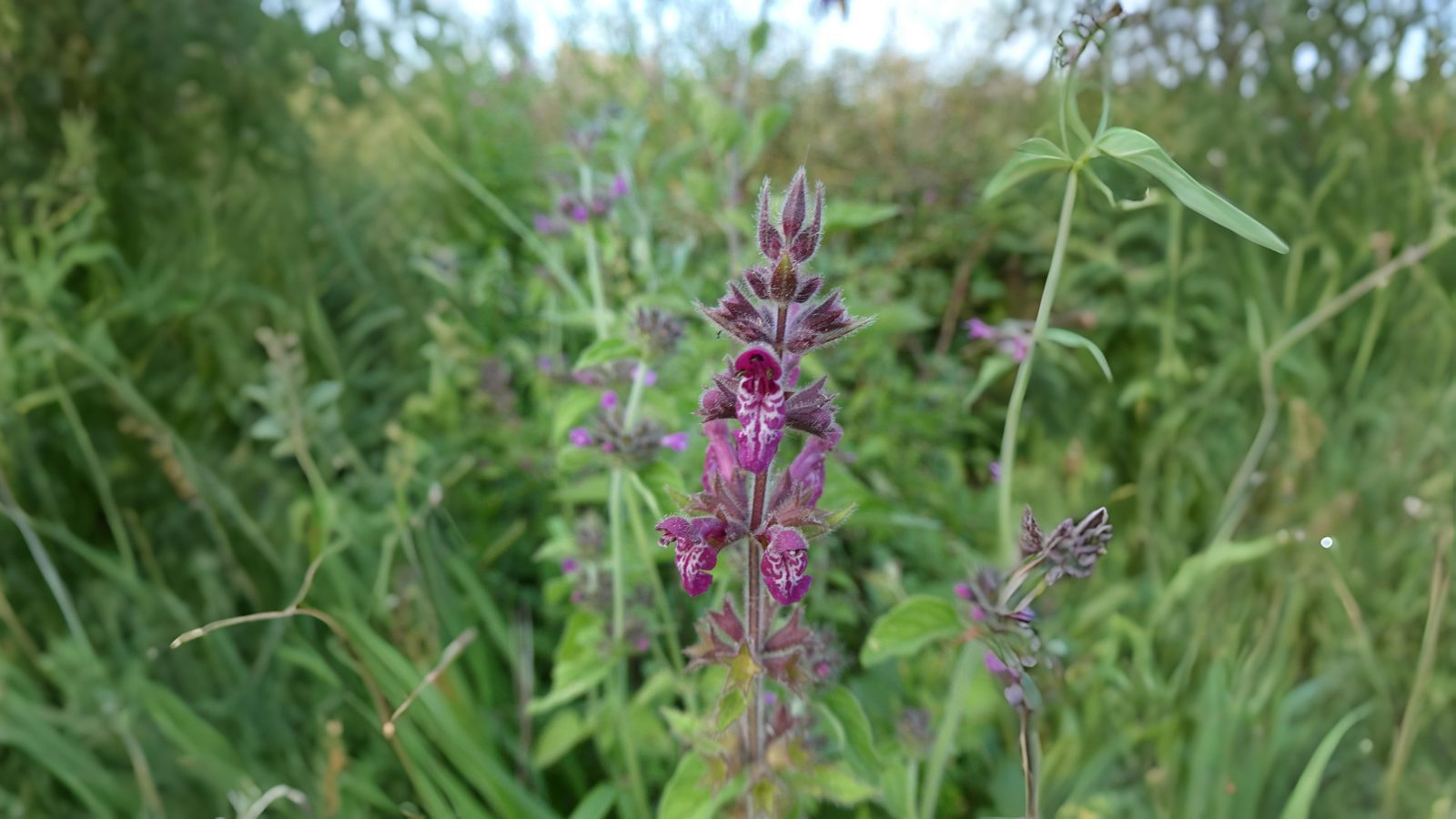 05-June June’s Woodland Mysteries Section Image