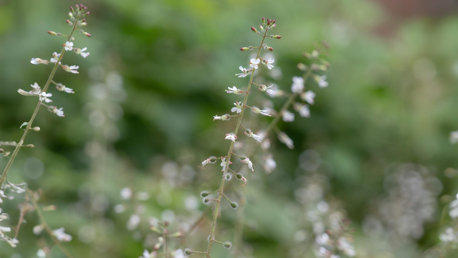 05-June June’s Woodland Mysteries Section Image