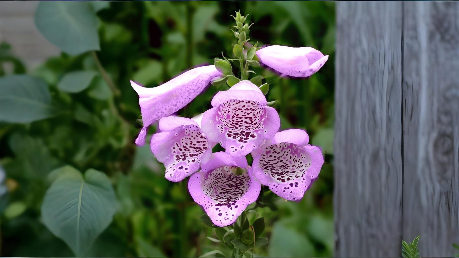 05-June June’s Woodland Mysteries Section Image