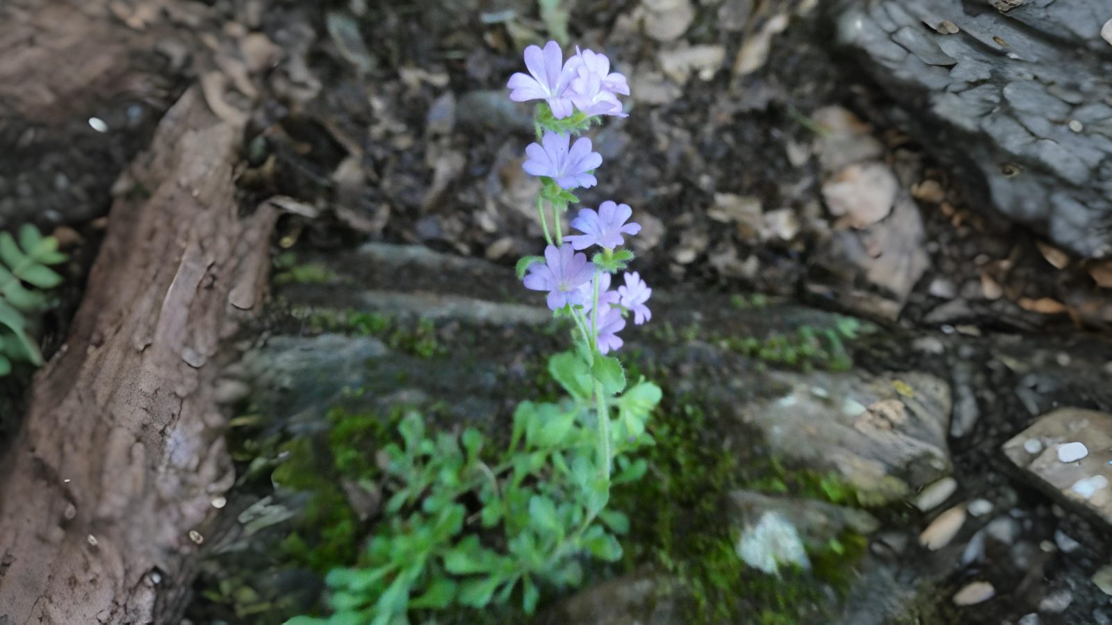 05-June June’s Woodland Mysteries Section Image