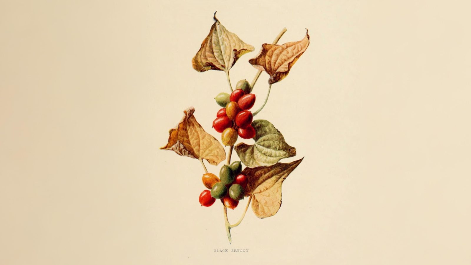 05-June June’s Woodland Mysteries Section Image